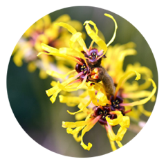 beta glucan